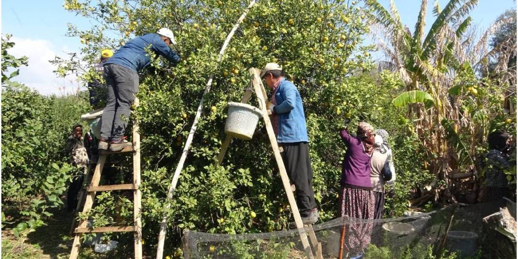 Hasatta ayrı tesiste ayrı mesai: 2025’te 10 TL olan fiyat bu yıl 50 TL’ye çıktı 1